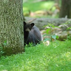 Meet your Posher, Craig